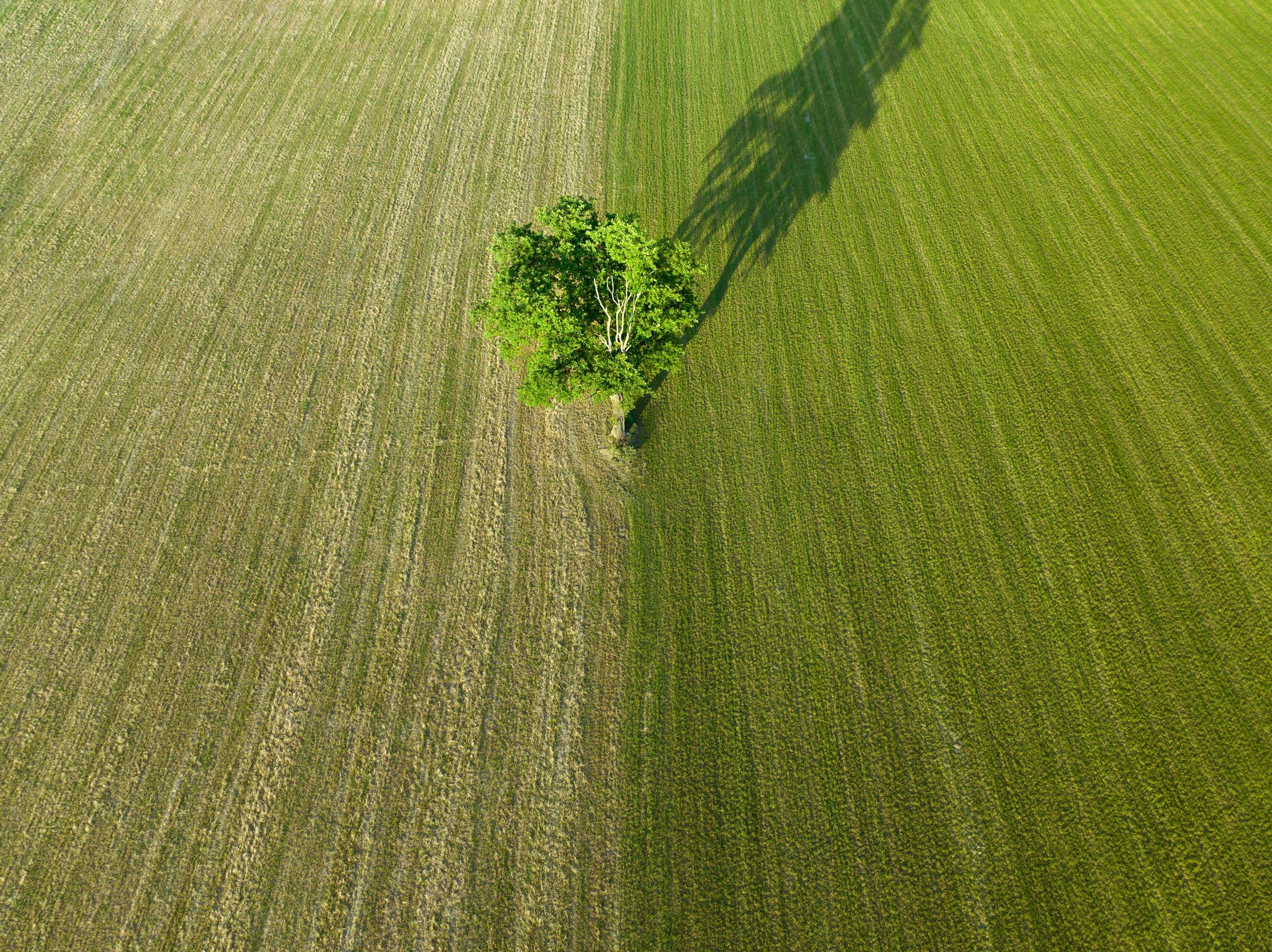 Einzelner Laubbaum auf einer Wiese von oben